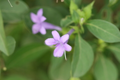 Barleria cristata